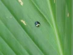 Imatidium thoracicum