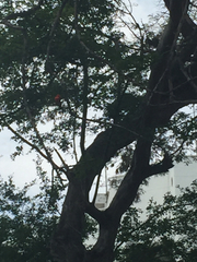 Aves