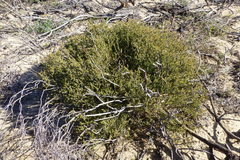 Diosma aspalathoides