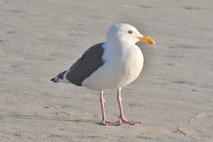 Larus occidentalis