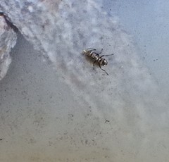 Polyrhachis cupreata