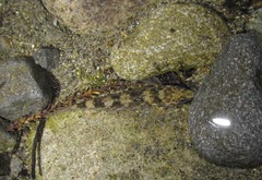 Gobiomorphus cotidianus