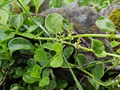 Basellaceae