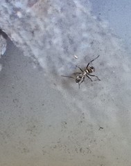 Polyrhachis cupreata