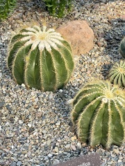 Parodia magnifica