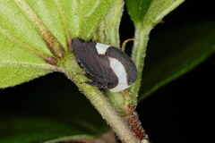 Membracis interrupta