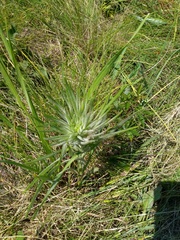 Liatris pycnostachya