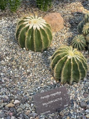 Parodia magnifica