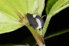 Membracis interrupta