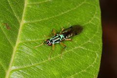 Raphiocera