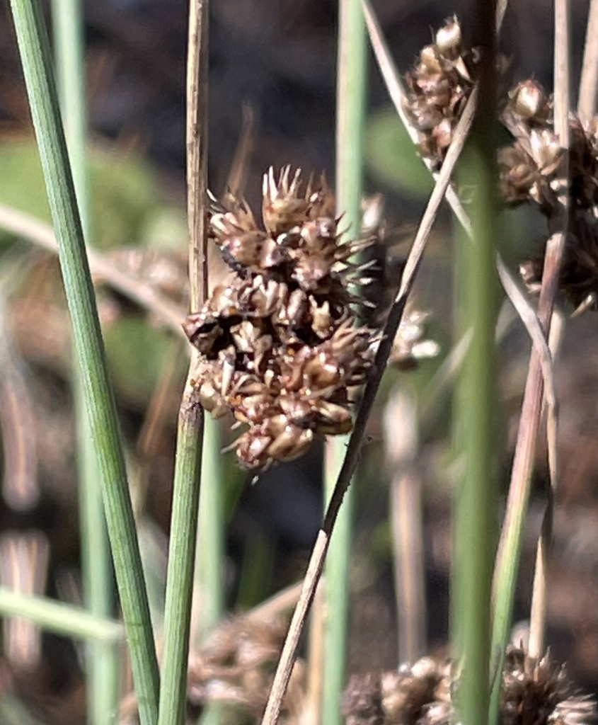 Spreading Rush from Monterey, CA, US on December 21, 2021 at 1255 PM by Irene. “Sedges have