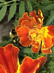Bombus impatiens