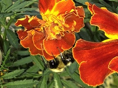 Bombus impatiens