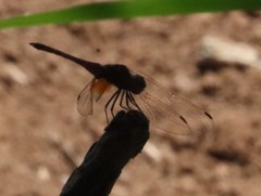 Trithemis annulata