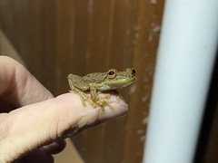 Scinax elaeochroa