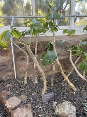 Jatropha macrocarpa