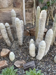 Espostoa lanata