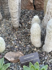 Espostoa lanata