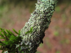 Physcia atrostriata