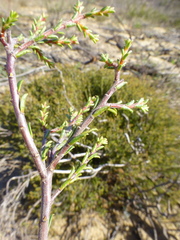 Diosma aspalathoides