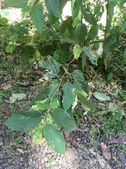 Flemingia strobilifera
