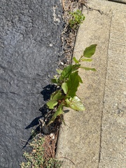 Populus deltoides deltoides