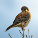 American Kestrel - Photo (c) maticus, some rights reserved (CC BY-NC), uploaded by maticus