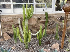 Euphorbia royleana
