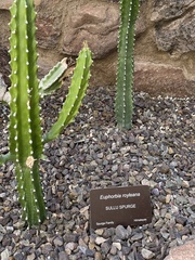 Euphorbia royleana