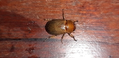 Scarabaeidae
