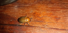 Scarabaeidae