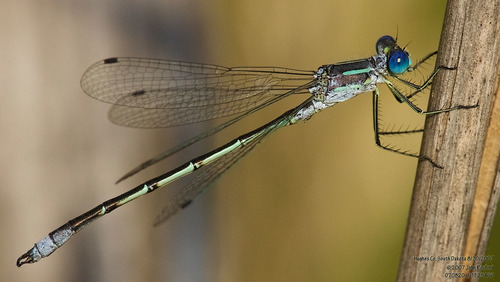 Lyre-tipped Spreadwing photo 6