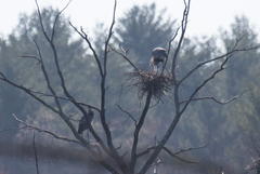 Ardea herodias herodias