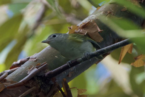 Lesser Greenlet (Pachysylvia decurtata), photo 5
