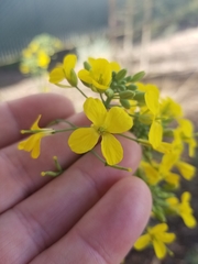 Brassica rapa