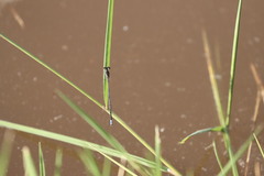 Pseudagrion commoniae