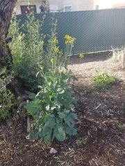 Brassica rapa