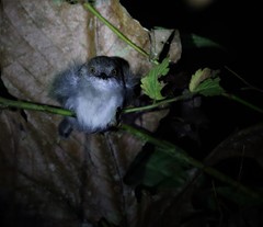 Camaroptera brachyura