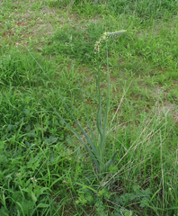 Albuca virens