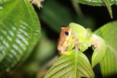 Afrixalus dorsimaculatus