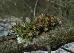 Tuckermanopsis americana