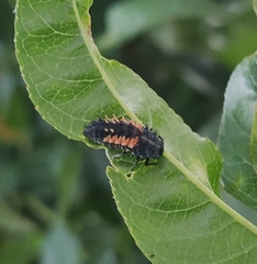 Harmonia axyridis