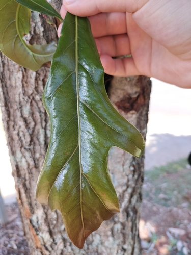 Stenocarpus sinuatus observed 2021-12-25