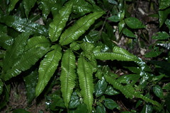 Bolbitis heteroclita