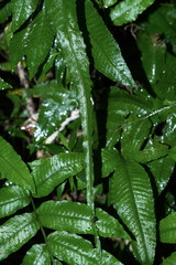 Bolbitis heteroclita