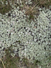 Ewartia nubigena