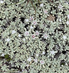 Ewartia nubigena