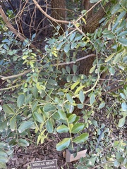 Sophora secundifolia
