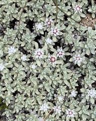 Ewartia nubigena