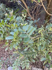 Sophora secundifolia